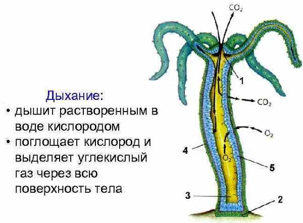 Kra36at